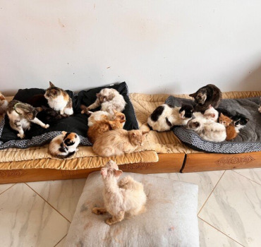 Soins et nourriture Chats de Mira STAS