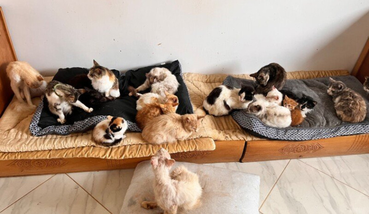 Soins et nourriture Chats de Mira STAS