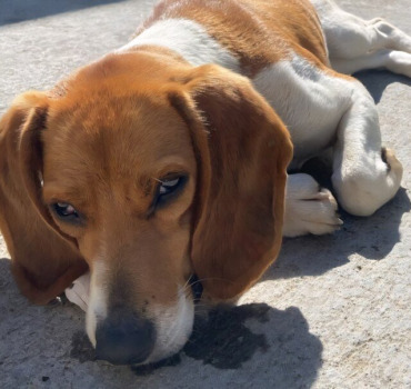 Urgence vitale : petite puce empoisonnée 💔