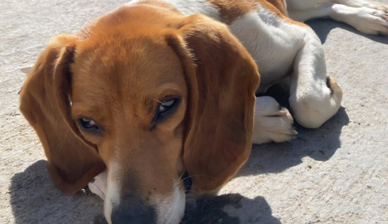 Urgence vitale : petite puce empoisonnée 💔
