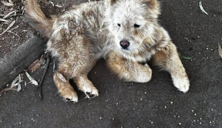 Donnons une seconde chance à Léo 🐾