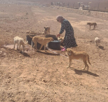 URGENT POUR LES LOULOUS DE SAIDA