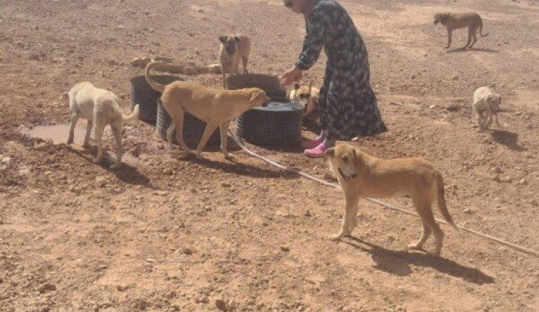 URGENT POUR LES LOULOUS DE SAIDA