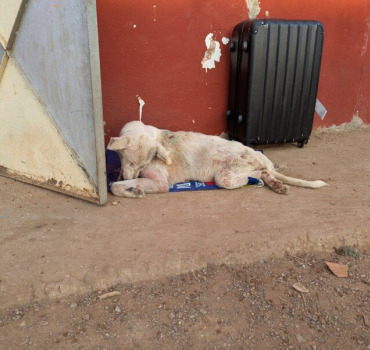 Pour le transfert des chiens