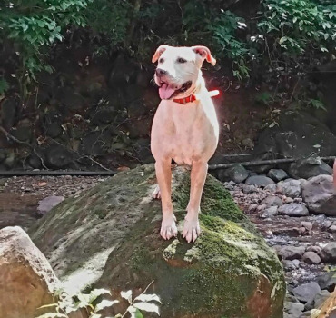 Chien épileptique besoin d'aide😟