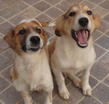 Stériliser 5 chiots