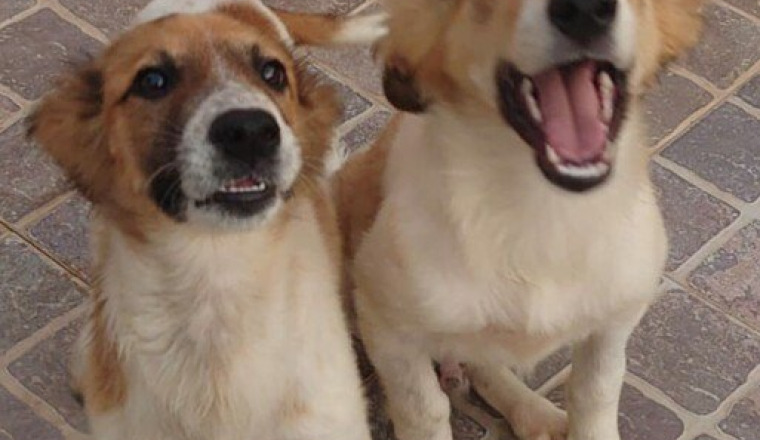 Stériliser 5 chiots