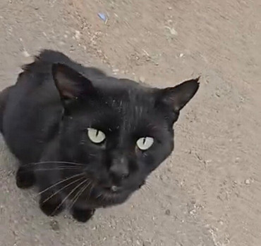 Sauver un chat de la PIF
