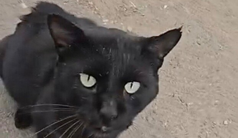 Sauver un chat de la PIF