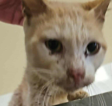 les chats et les chiens e la Réunion