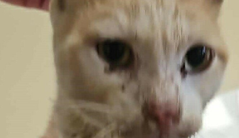 les chats et les chiens e la Réunion