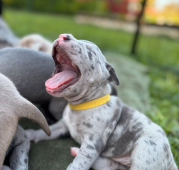 Pour ma zouzou 🐶🥰