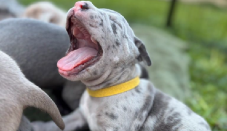 Pour ma zouzou 🐶🥰