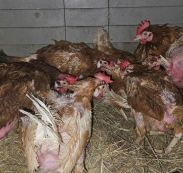 Sauvetage de poules