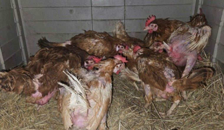 Sauvetage de poules
