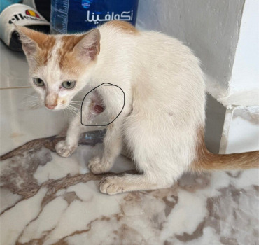 Sutures et soins vitaux pour un chaton errant 💔