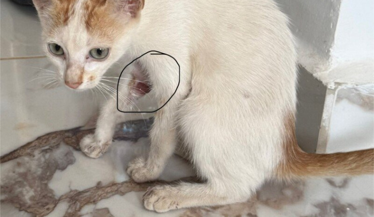 Sutures et soins vitaux pour un chaton errant 💔