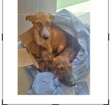 Sauvons ces 2 chiots arrachés de la fourrière 🫶