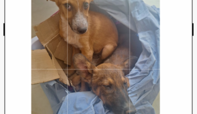 Sauvons ces 2 chiots arrachés de la fourrière 🫶