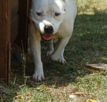 Soins véto chien errant et achats sac 12kg Urinary