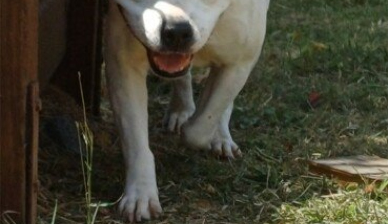 Soins véto chien errant et achats sac 12kg Urinary