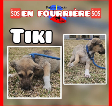 Chiens sortie fourrière tampon