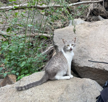 Les chats des cascades