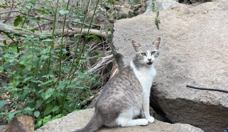 Les chats des cascades