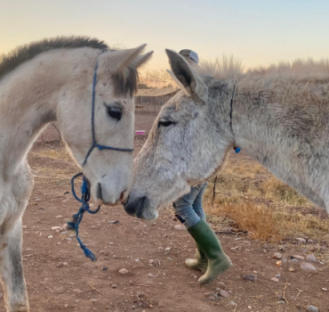 Nos amis pour la Vie Chevaux 450 ballots / 2 Mois