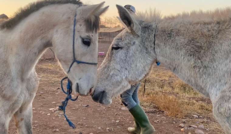 Nos amis pour la Vie Chevaux 450 ballots / 2 Mois