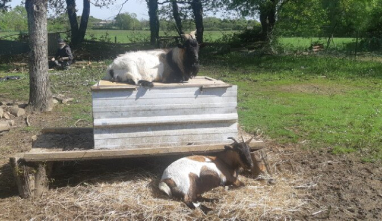SAUVER LE SANCTUAIRE