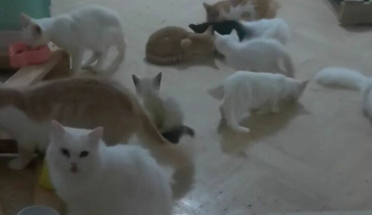 Nourriture animaux et vente de pâtisserie