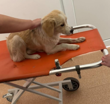 Veterinary expenses of the puppy