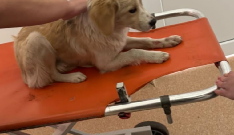 Veterinary expenses of the puppy