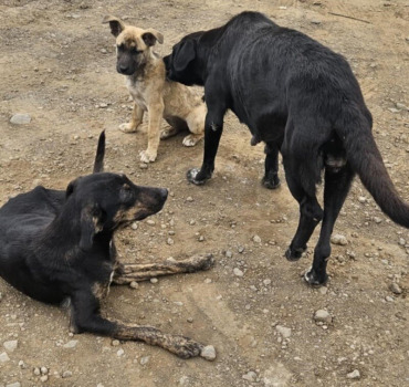 Sauvetage de Léa et ses compagnons à la Réunion