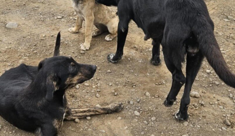 Sauvetage de Léa et ses compagnons à la Réunion