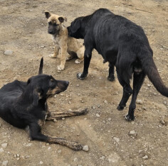 Image justificative de la cagnotte