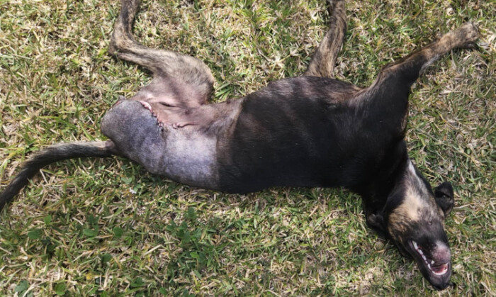 Image justificative de la cagnotte