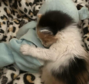 Lait et mousse chaton