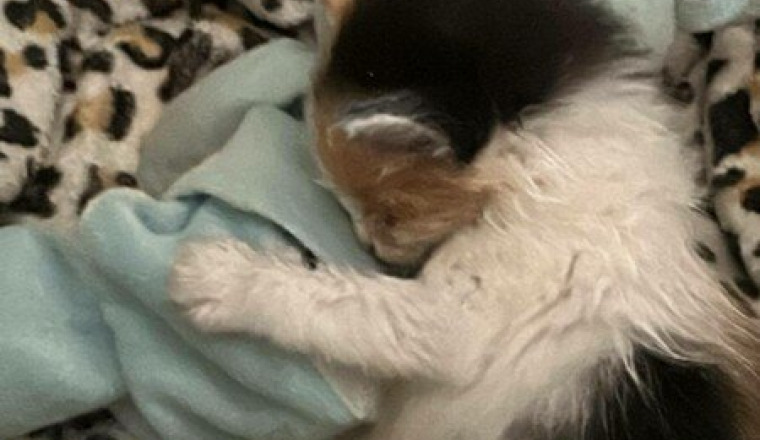 Lait et mousse chaton