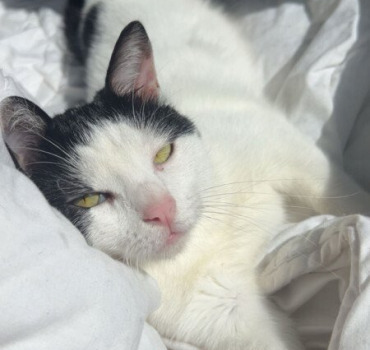🐾 Aidez-moi à sauver ma petite Nala ❤️‍🩹