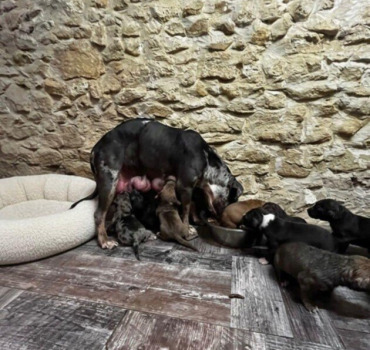 Pour maman Courage et ses 10 bébés !