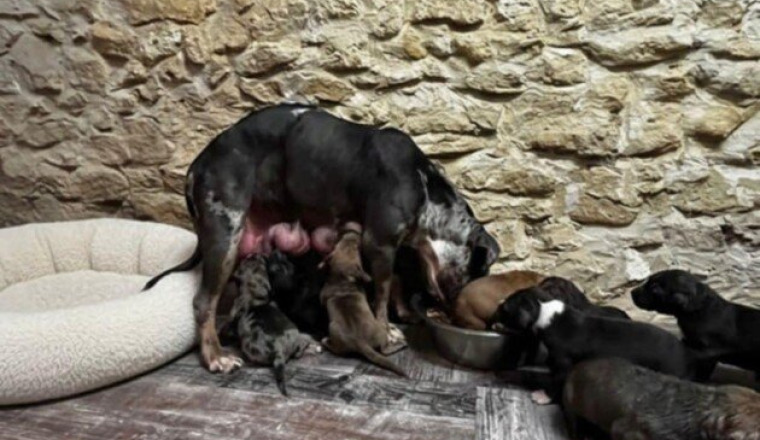 Pour maman Courage et ses 10 bébés !