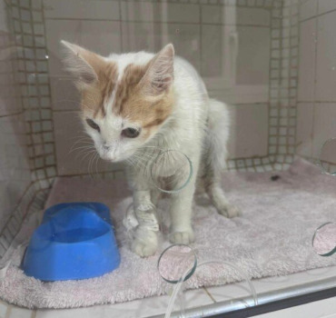 Urgence pour Ernest