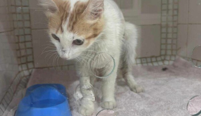 Urgence pour Ernest
