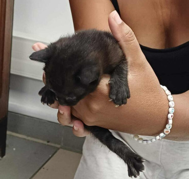 la petite chatte Mamoune et son bébé