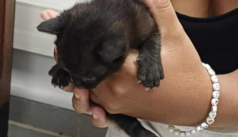 la petite chatte Mamoune et son bébé