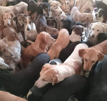 Nourriture des animaux du refuge