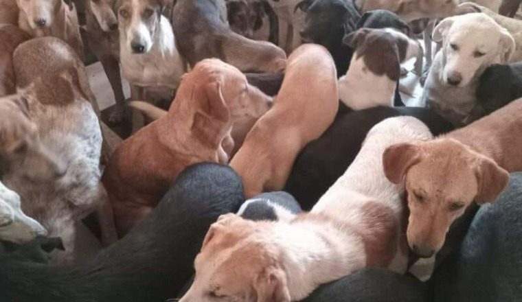 Nourriture des animaux du refuge