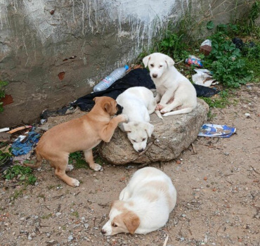 SOS ANIMAUX